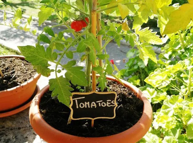 Urban Oasis אכסניה *