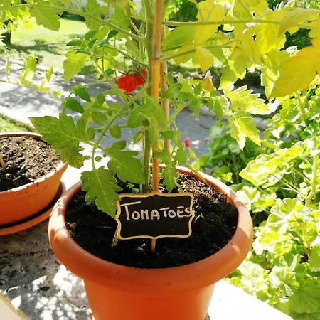 Urban Oasis بيت شباب *