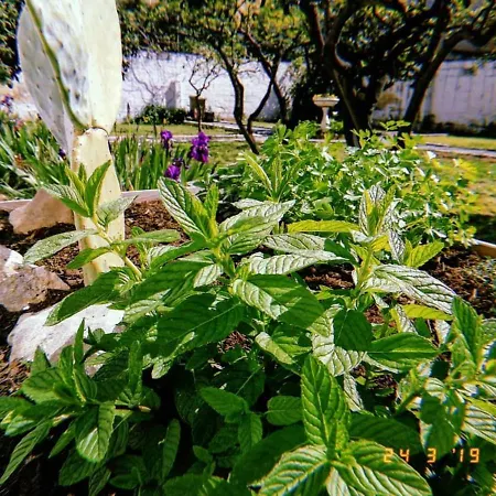 Urban Oasis ليتشي