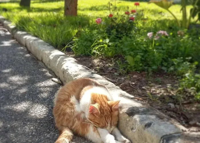 אכסניה Urban Oasis